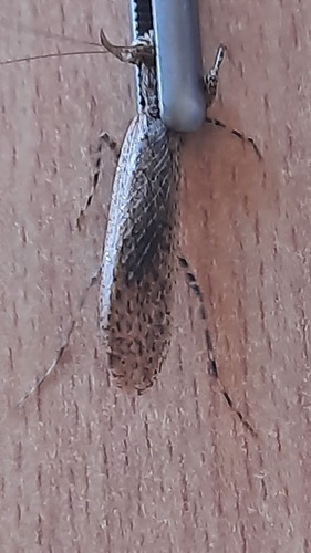 Perlamantis algerica