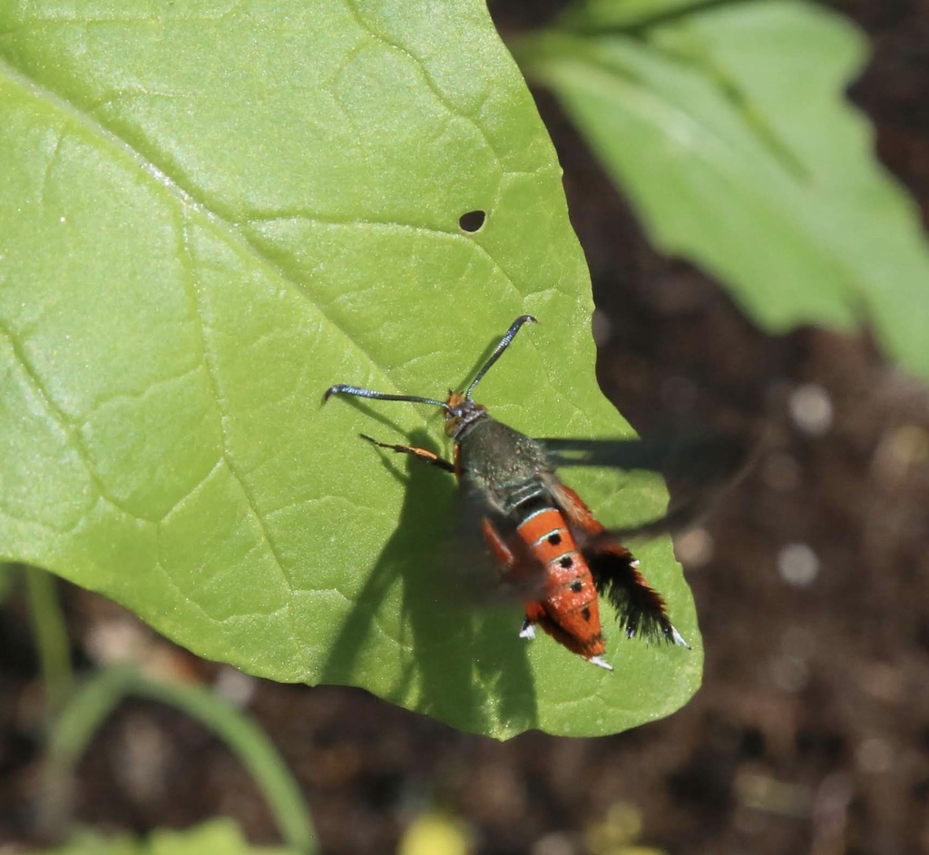 Squash Vine Borer Moth from 12 Nanaimo Dr, Ottawa, ON, CA on July 14, 2019 at 0231 AM by Emad