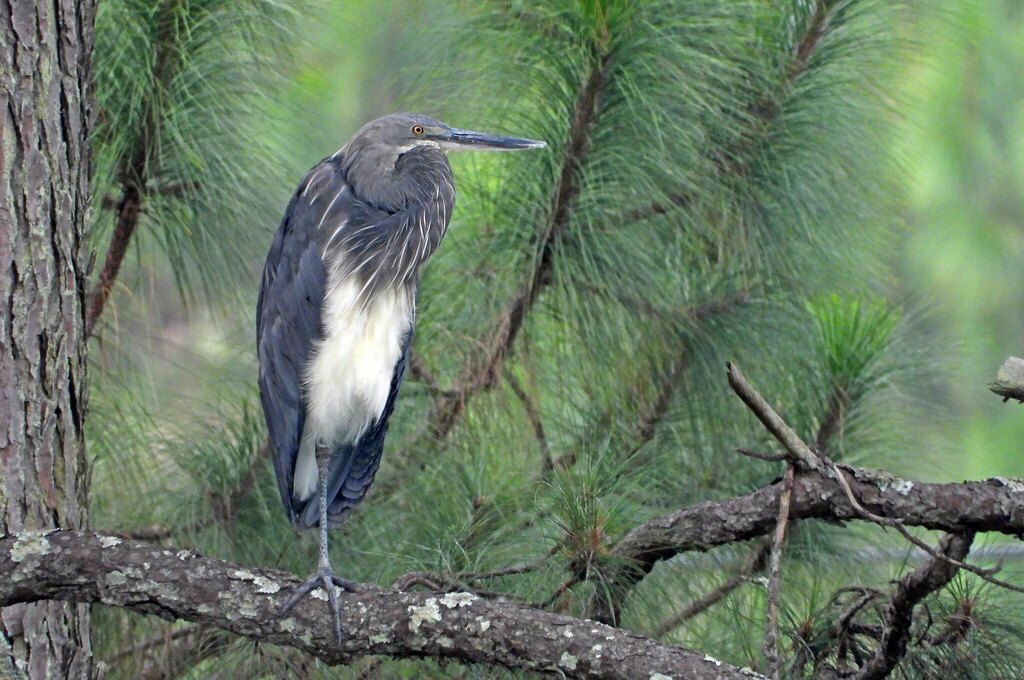 White-bellied Heron (Ardea insignis) photo