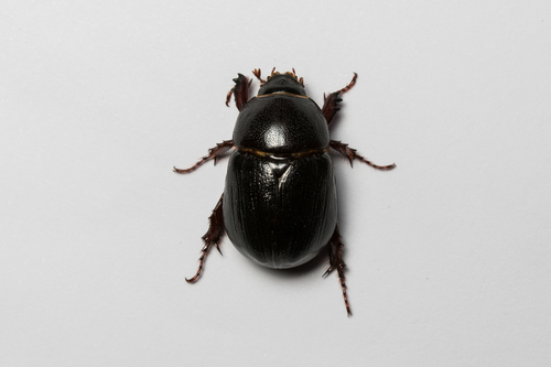 Pentodon idiota