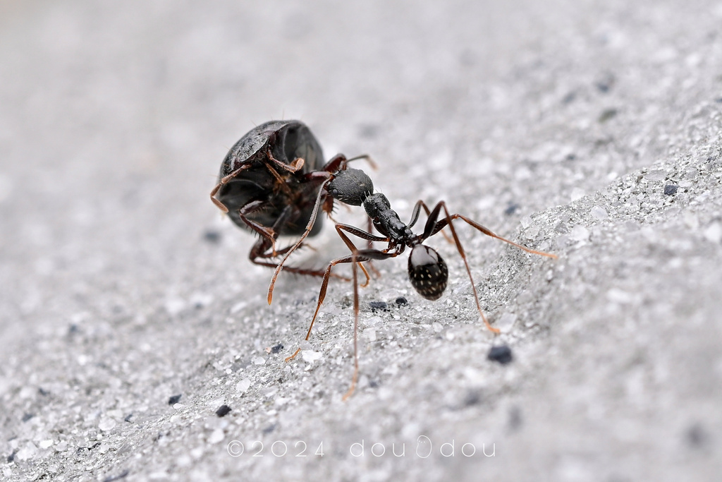 Collared Ants from 中国云南省迪庆藏族自治州维西傈僳族自治县 on August 1, 2024 at 07:14 PM ...