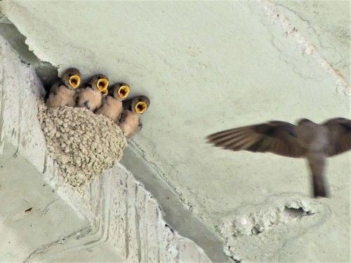 Eurasian Crag-Martin