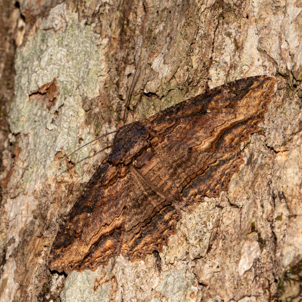 Lunate Zale Moth from Wicomico County, MD, USA on October 25, 2024 at ...