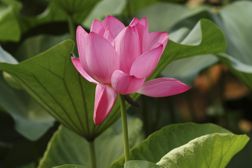 Sacred Lotus