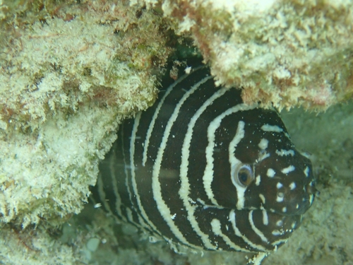Zebra Moray — seen at this dive site