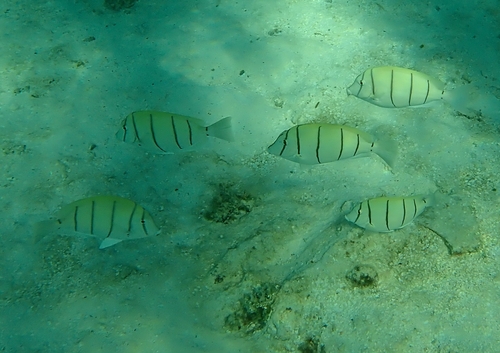 Convict Surgeonfish — seen at this dive site