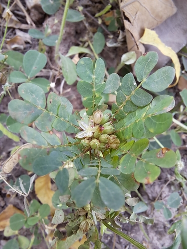Biophytum umbraculum