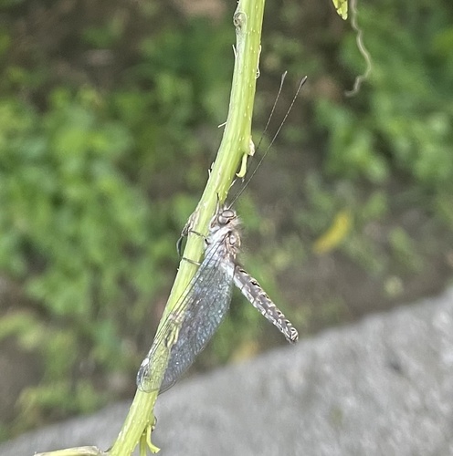 Ululodes smithi