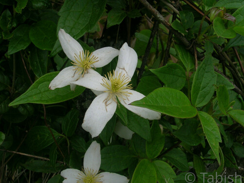 Manipur Clematis (Clematis manipurensis)