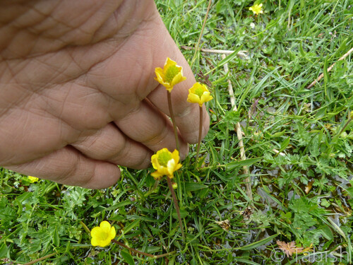 Long-Stem Buttercup (Ranunculus longicaulis)
