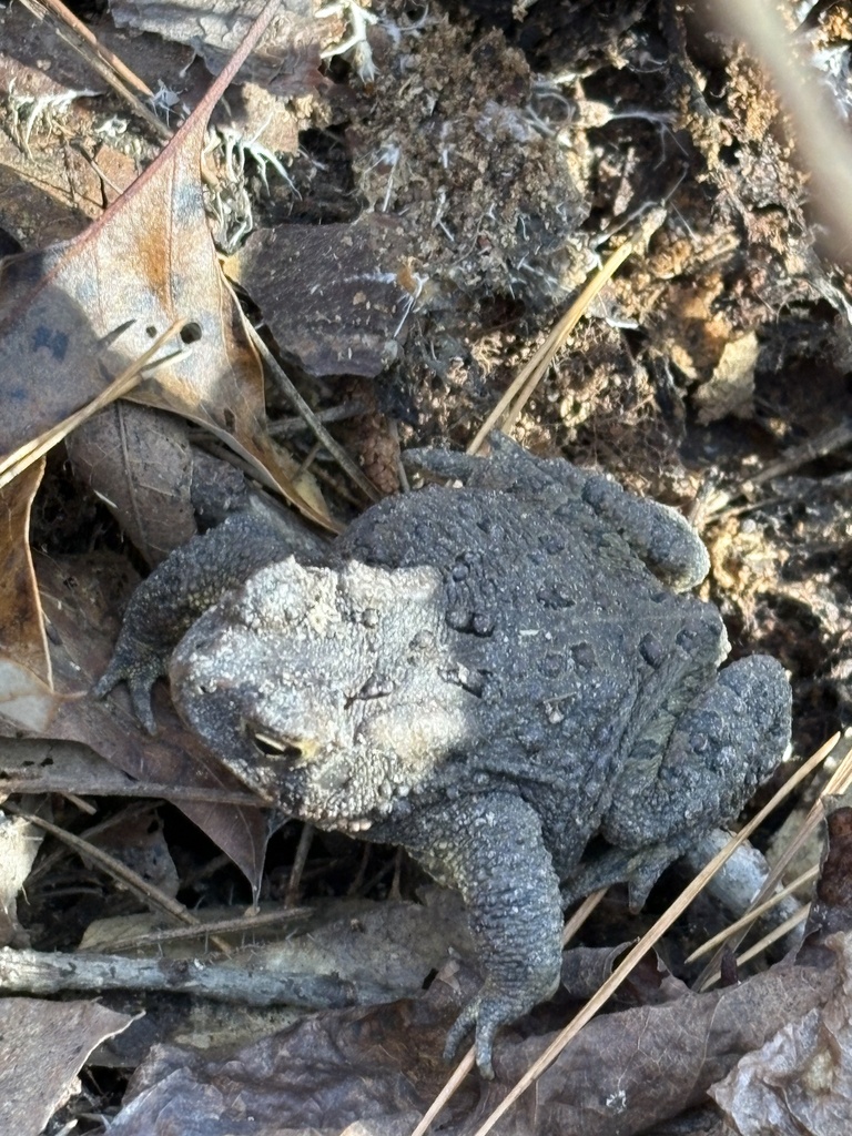 American Toad from Dallas, NC, US on November 13, 2024 at 01:43 PM by ...