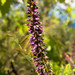 Amorpha glabra - Photo (c) clintcalhoun@bellsouth.net, todos los derechos reservados