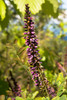 Amorpha glabra - Photo (c) clintcalhoun@bellsouth.net, todos los derechos reservados