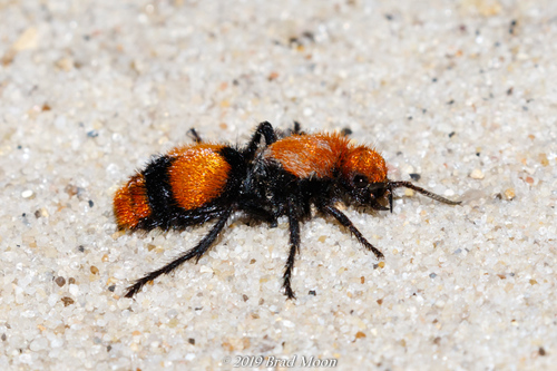 Common Eastern Velvet Ant