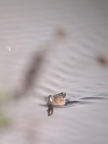iNaturalist observation photo of Blue-winged Teal