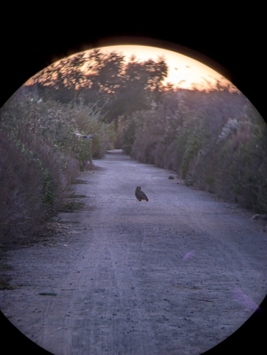 iNaturalist observation photo of Great Horned Owl