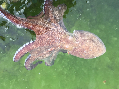 Mexican Four-eyed Octopus