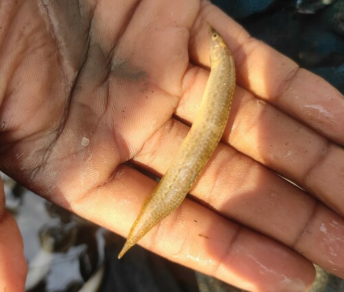 Barred Spiny Eel