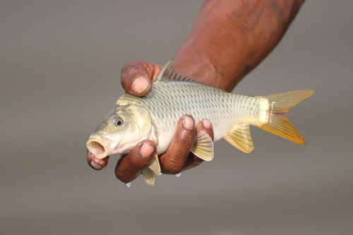 European Carp