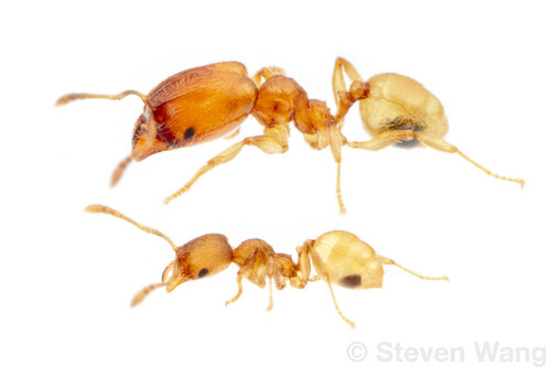 Pheidole protensaPheidole protensa