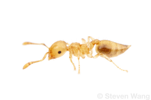 Crematogaster flavomicropsCrematogaster flavomicrops
