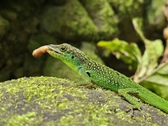 Martinique'S Anole