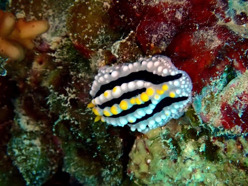 Phyllidia alyta — seen at this dive site