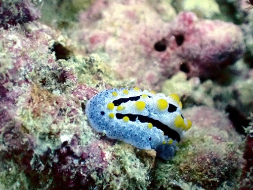 Sky Blue Phyllidia — seen at this dive site
