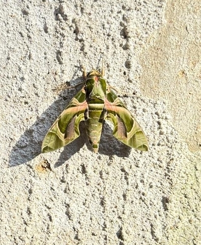 Oleander Hawkmoth