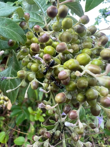 simpleleaf chastetree