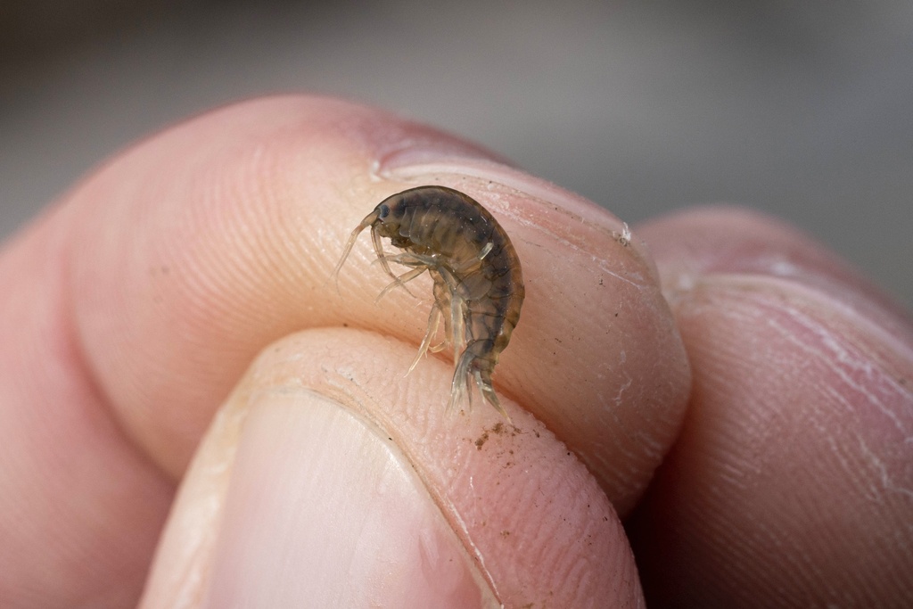 Gammarus Fish Gammarus fasciatus from Delaware River, Narrowsburg, NY, US on November ...