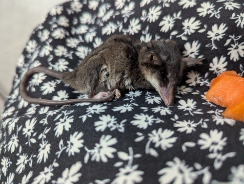 Handley's Slender Opossum (Marmosops handleyi) — Critically Endangered Mammalia