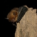 Bickham's Little Yellow Bat - Photo (c) David Ernesto Ramos, all rights reserved, uploaded by David Ernesto Ramos
