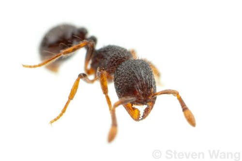 隐蚁属​Adelomyrmex