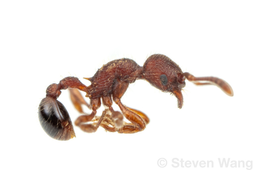 Hylomyrma versutaHylomyrma versuta