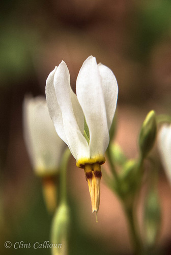 eastern shooting star