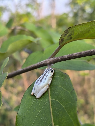 Painted Reed Frog