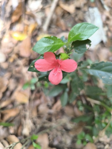 Coral Creeper