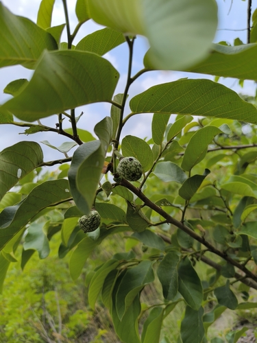 wild custard-apple