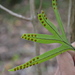 Pleopeltis angusta - Photo (c) Daniel Pineda Vera, algunos derechos reservados (CC BY), subido por Daniel Pineda Vera