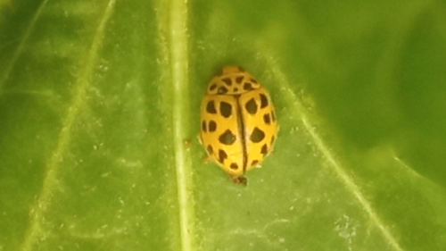Poplar Ladybird Beetle