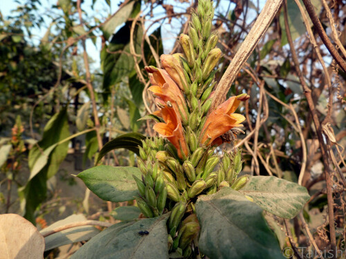 Manipur Flame-Acanthus (Phlogacanthus jenkinsii)
