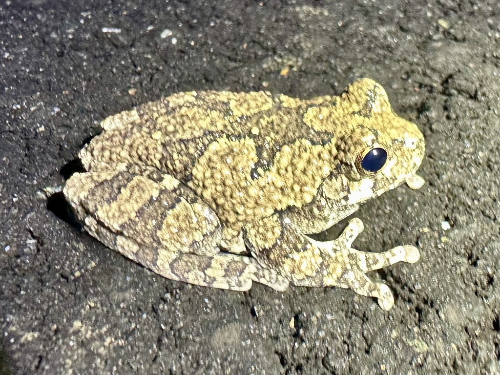 Gray Treefrog Species Complex in November 2024 by novah21 · iNaturalist