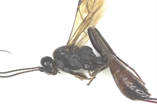 Cryptus bucculentus