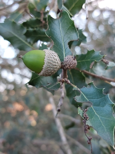 Quercus × eborense