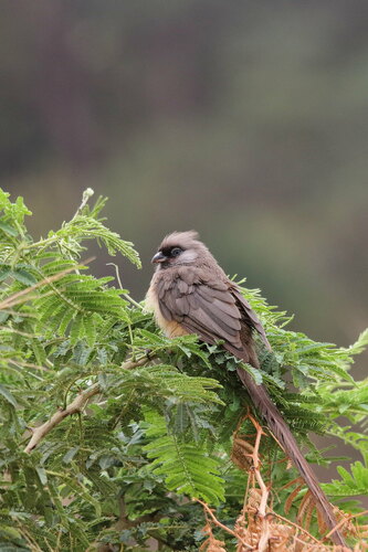 Speckled Mousebird