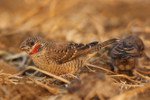 Cut-throat Finch