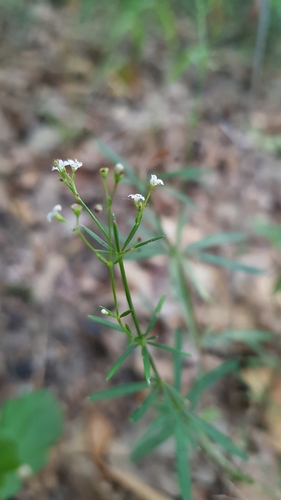 Galium kitaibelianum