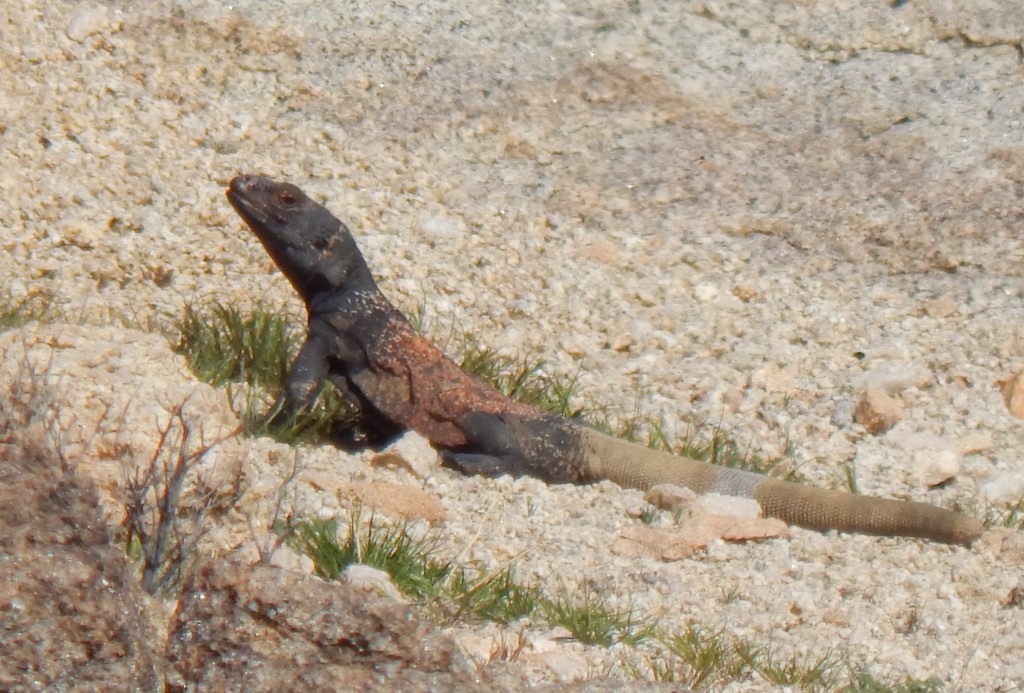 Common Chuckwalla in February 2016 by Matt Gruen · iNaturalist