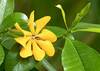 Gardenia tubifera - Photo (c) suemilks, all rights reserved